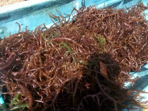 Ini hasil panen raya rumput laut di Teluk Luv Kota Tual