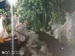 Pemakan-jenasah-covid-19-Malra-sesuai-protokol-kesehatan-di-TPU-Namar