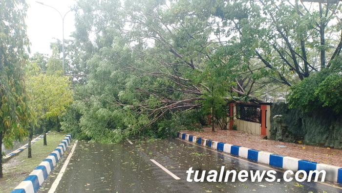 pohon-tumbang-akibat-cuaca-esktrim-yang-menutupi-beberapah-ruas-jalan-di-Kota-Tual.