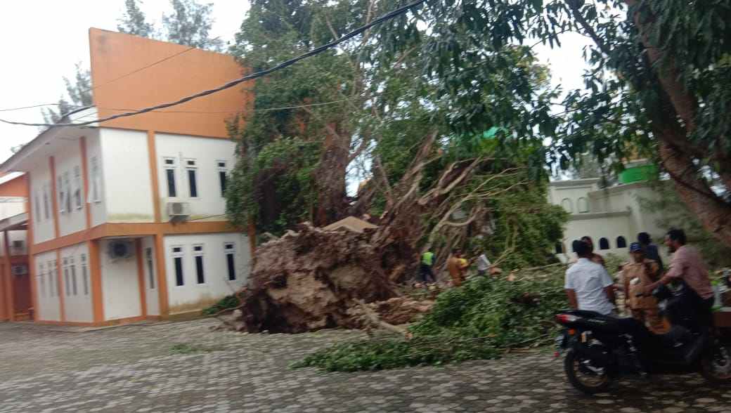 Satu pohon beringin didepan Kantor DPRD Kota Tual, senin 13 Februari 2023 dihantam angin puting beliung